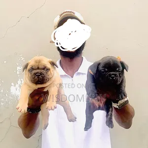 1-3 months Male Purebred Pug