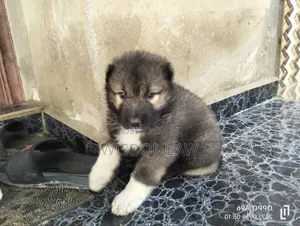 1-3 months Male Purebred Caucasian Shepherd