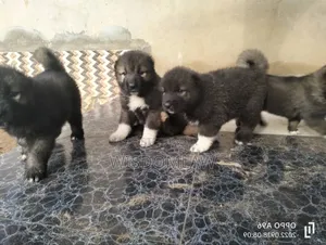 1-3 months Male Purebred Caucasian Shepherd