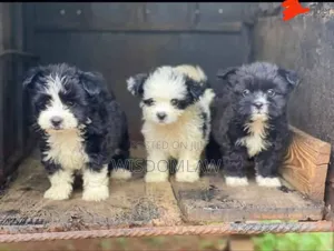 1-3 months Male Purebred Lhasa Apso