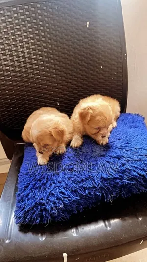 1-3 months Female Purebred Lhasa Apso