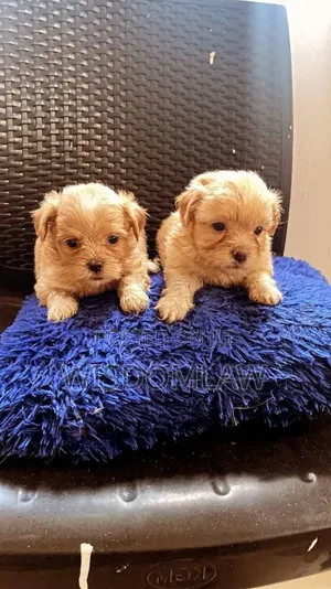 1-3 months Female Purebred Lhasa Apso