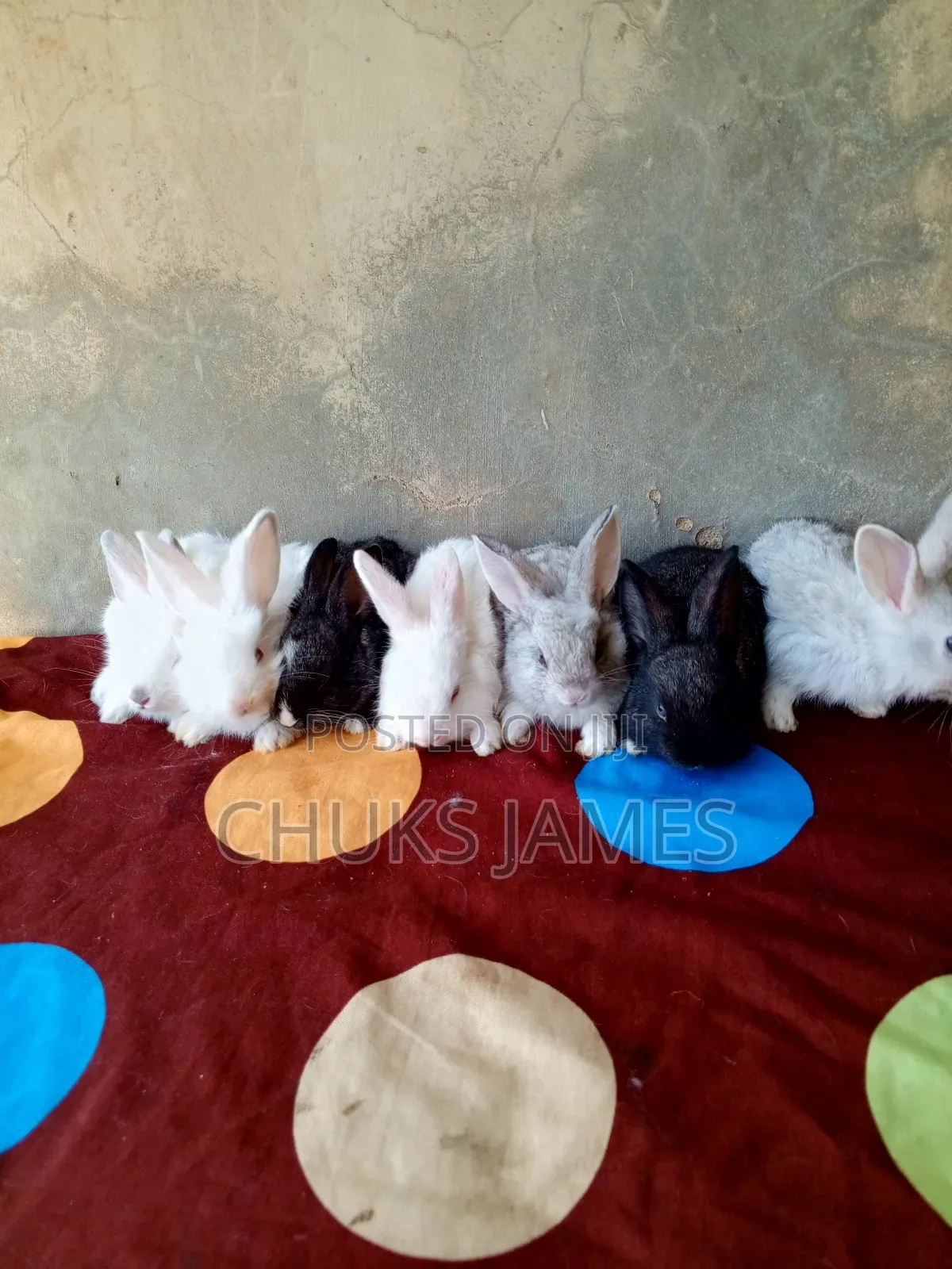 Rabbit Weaners