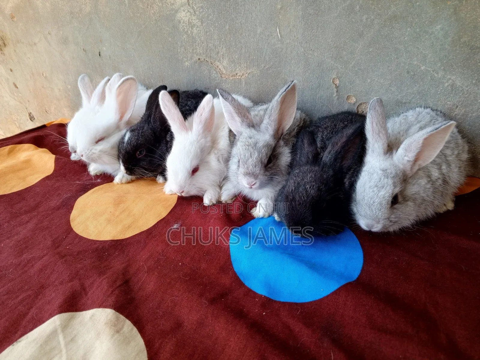 Rabbit Weaners