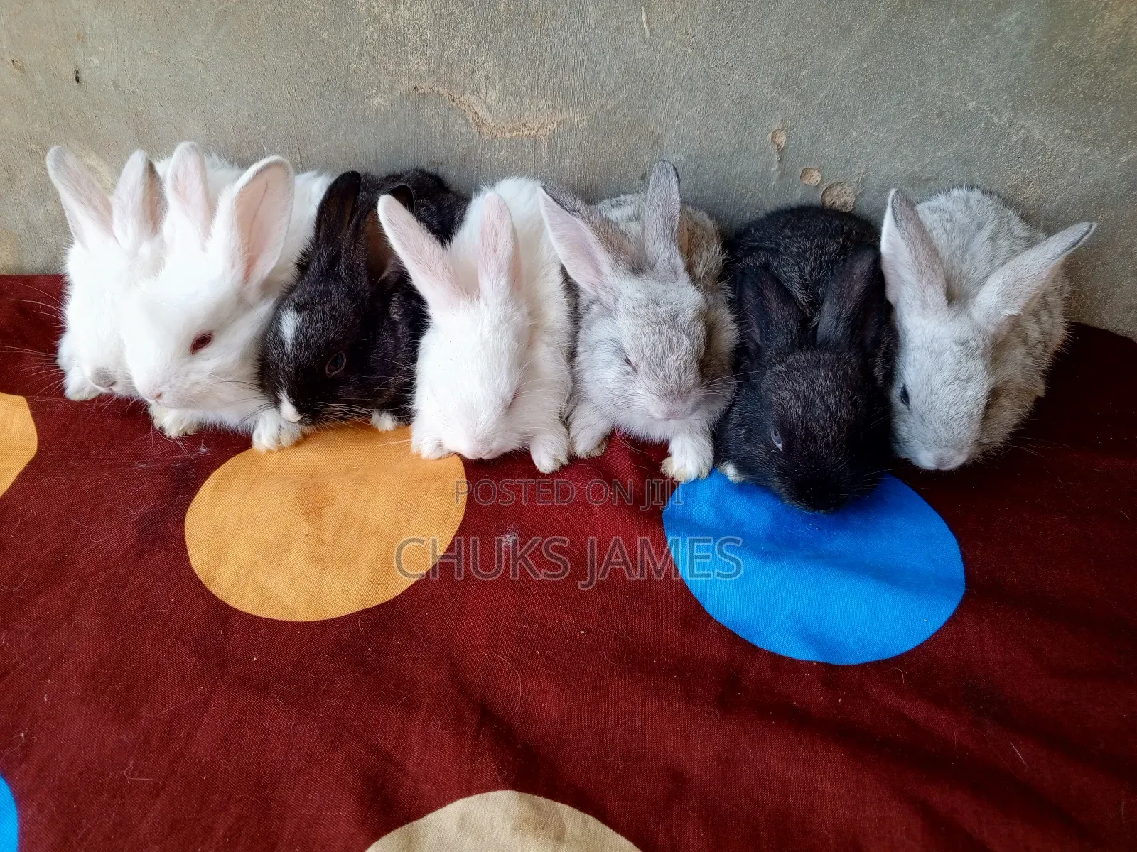 Rabbit Weaners