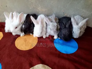 Rabbit Weaners