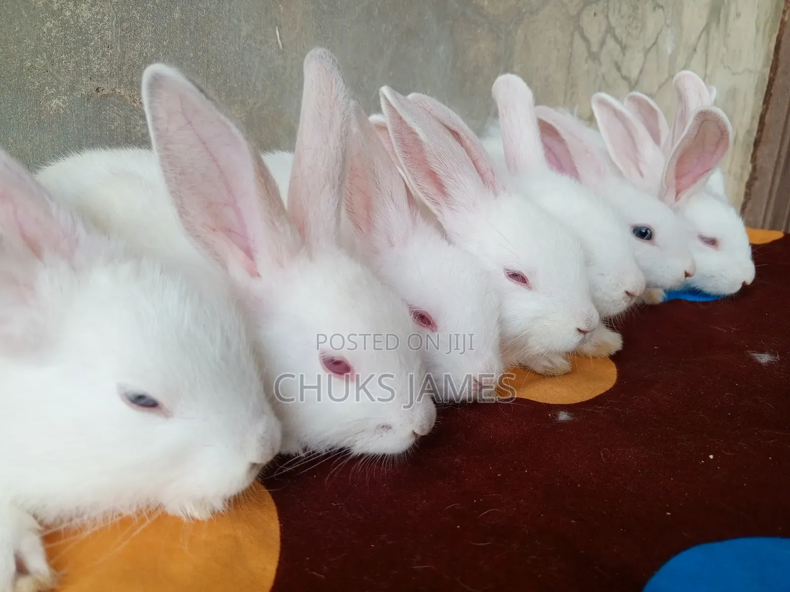 Rabbit Weaners