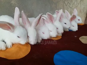 Rabbit Weaners