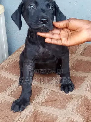 Photo - 1-3 months Female Purebred Boerboel