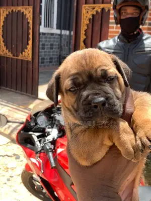 1-3 months Female Purebred Boerboel