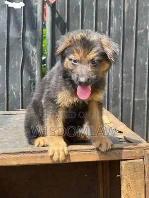 1-3 months Female Purebred German Shepherd