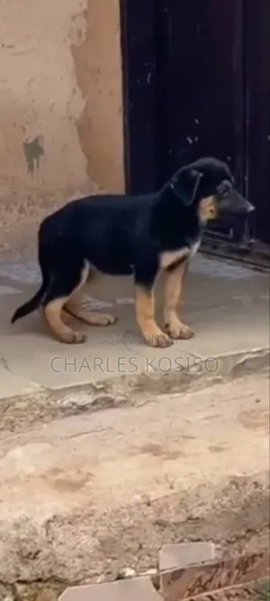 1-3 months Female Purebred German Shepherd