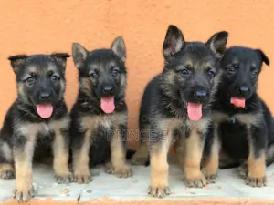 1-3 months Female Purebred German Shepherd