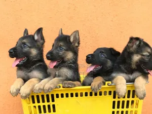 1-3 months Male Purebred German Shepherd