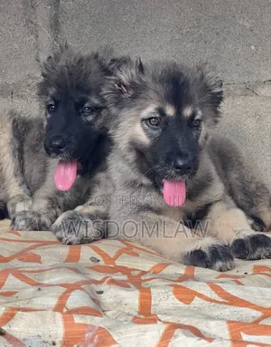 1-3 months Male Purebred Caucasian Shepherd