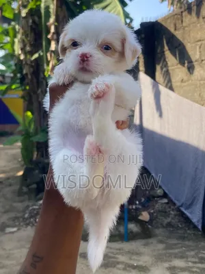 1-3 months Female Purebred Lhasa Apso