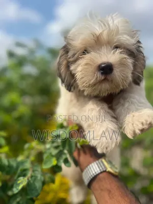1-3 months Male Purebred Lhasa Apso