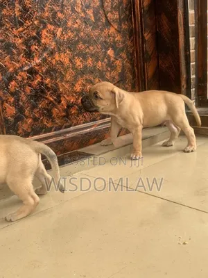 1-3 months Male Purebred Boerboel