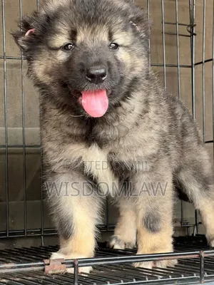 1-3 months Male Purebred Caucasian Shepherd