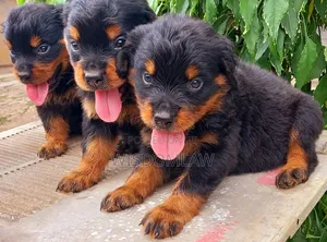 1-3 months Female Purebred Rottweiler