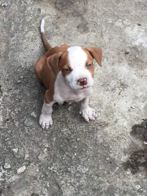 Photo - 1-3 months Female Purebred American Pit Bull Terrier