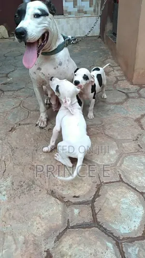 1-3 months Female Purebred American Pit Bull Terrier