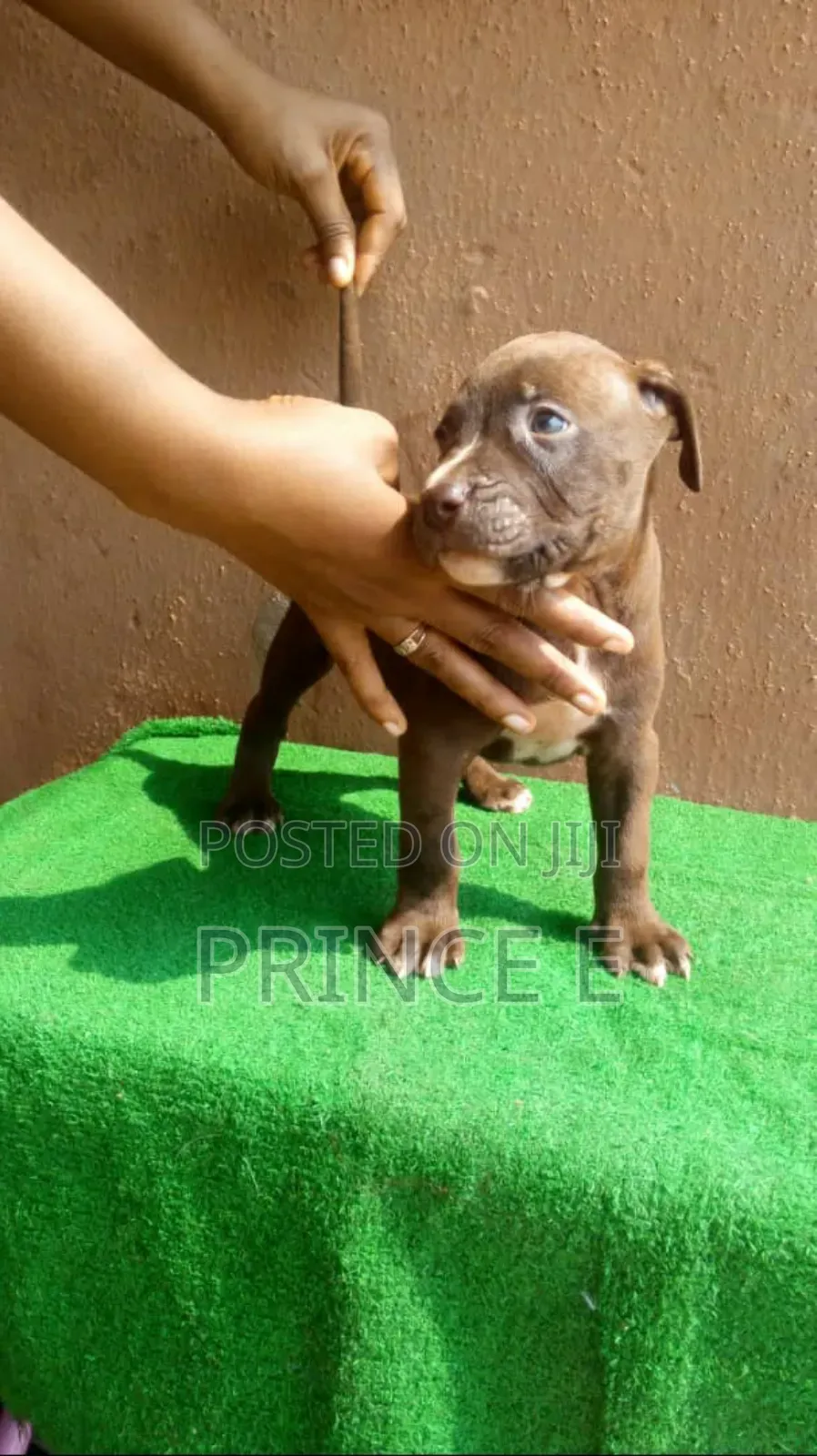 1-3 months Female Purebred American Pit Bull Terrier