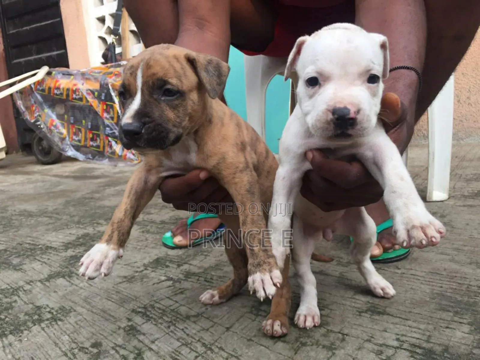 1-3 months Female Purebred American Pit Bull Terrier