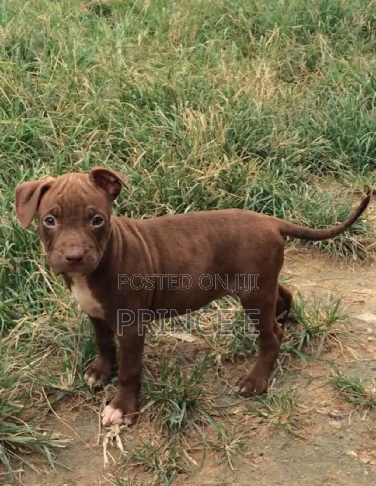 1-3 months Female Purebred American Pit Bull Terrier