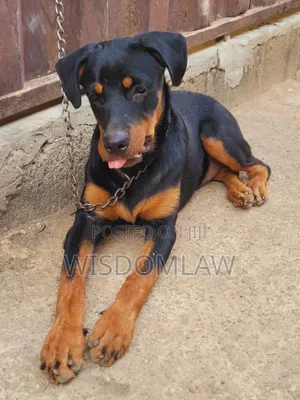 3-6 months Male Purebred Doberman Pinscher