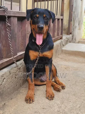 3-6 months Male Purebred Doberman Pinscher
