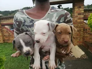 Photo - 1-3 months Female Purebred American Pit Bull Terrier