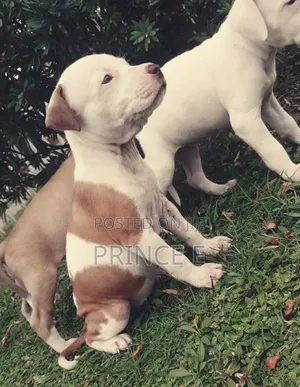 Photo - 1-3 months Male Purebred American Pit Bull Terrier