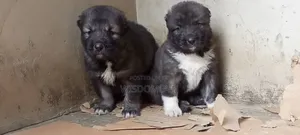 1-3 months Female Purebred Caucasian Shepherd