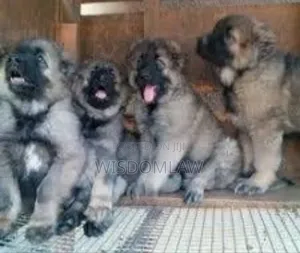 1-3 months Male Purebred Caucasian Shepherd