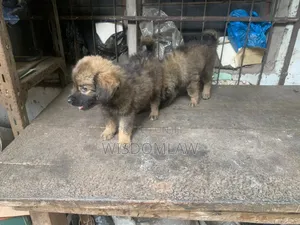 1-3 months Male Purebred German Shepherd