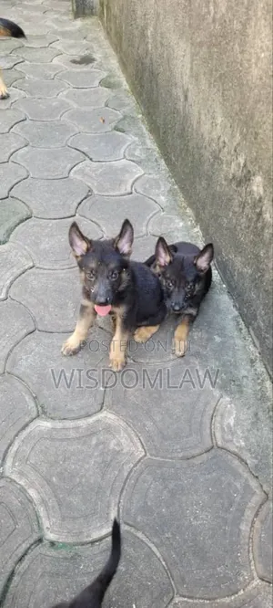 1-3 months Male Purebred German Shepherd