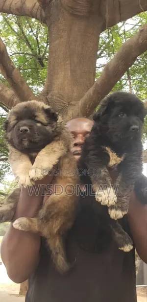 1-3 months Female Purebred Caucasian Shepherd