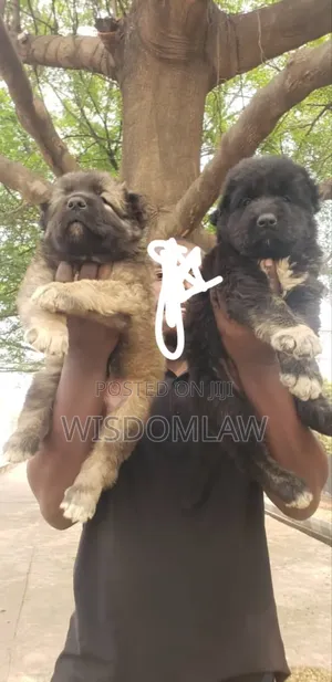 1-3 months Male Purebred Caucasian Shepherd