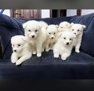 1-3 months Female Purebred American Eskimo