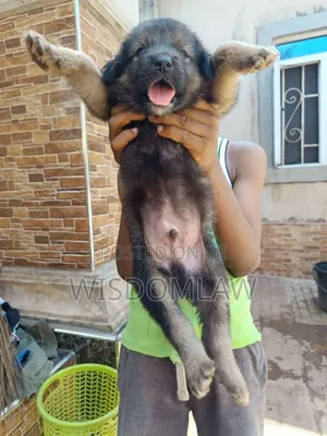 1-3 months Male Purebred German Shepherd
