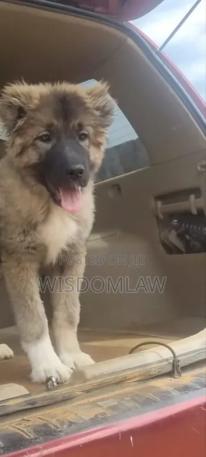1-3 months Male Purebred Caucasian Shepherd
