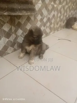 1-3 months Male Purebred Caucasian Shepherd