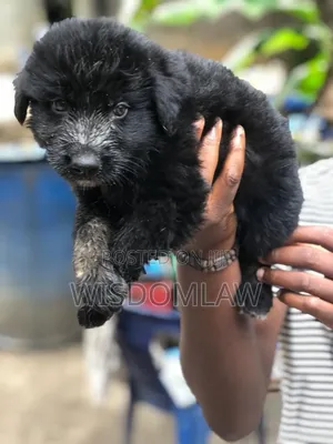 1-3 months Male Purebred German Shepherd