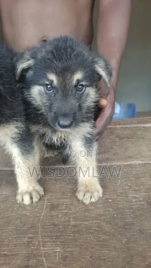 1-3 months Female Purebred German Shepherd