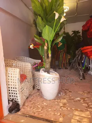 Stylish Shanfa Flower Vase Pot and Lively Flower Plant