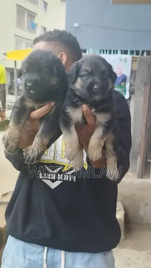 1-3 months Female Purebred German Shepherd