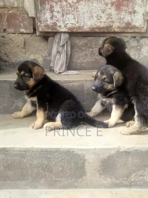 1-3 months Female Purebred German Shepherd