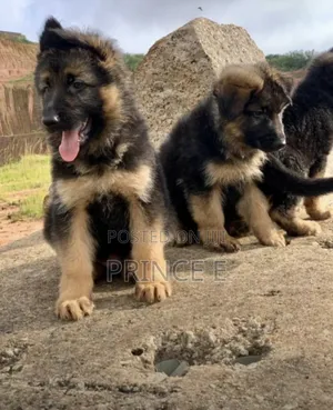 1-3 months Female Purebred German Shepherd