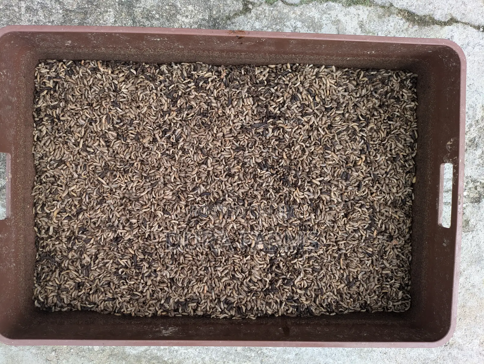 BSFL - Black Soldier Fly Larvae
